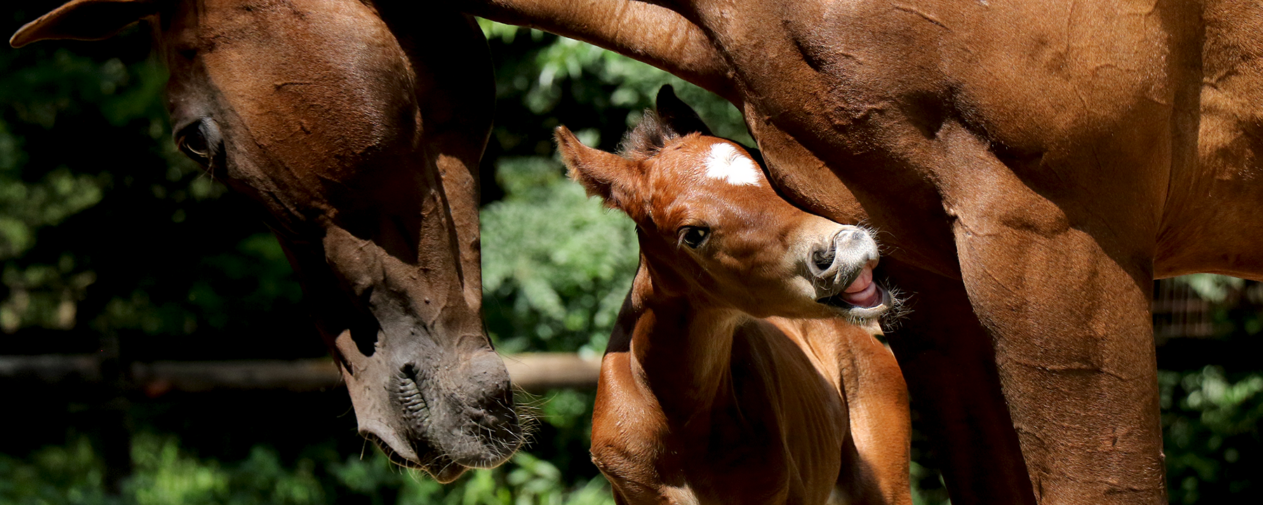 BarnLife Online Slideshow Image no 3